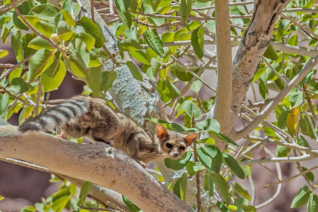 Zion Rabbit Zion National Park Wildlife: Ultimate Spotting Guide - National Parks Mom