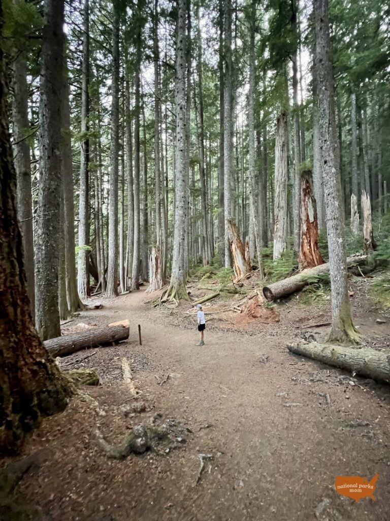 boy dwarfed by large trees on the Trail of Shadows
