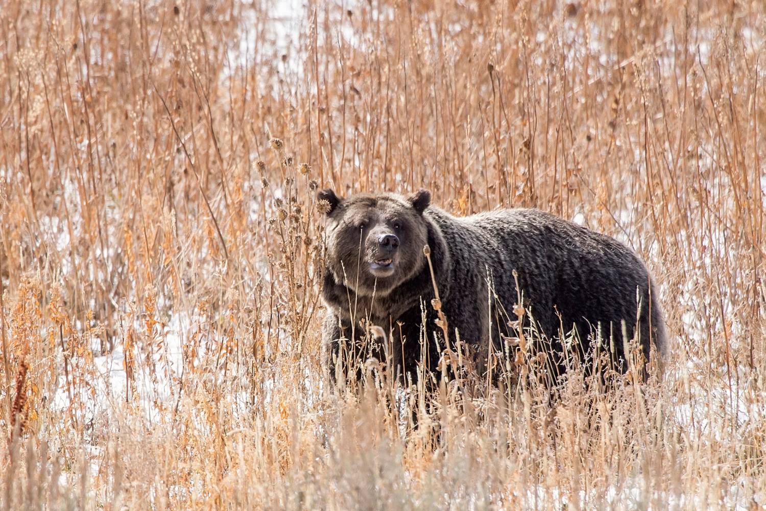 22 TOP Olympic National Park Animals: A Family Guide - National Parks Mom