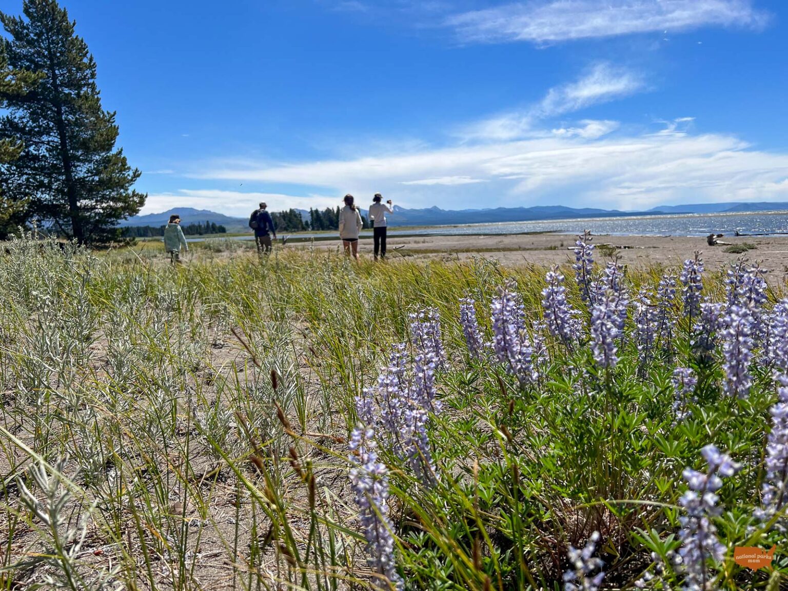 17 BEST Yellowstone National Park Hikes for Families - National Parks Mom